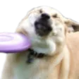 heck heck