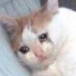 sadcat4