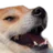 :kekdog: kekdog