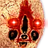 ReeNut
