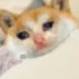 sadcat2