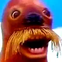 walrus walrus