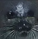seal