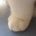 smolstomp
