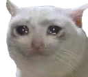 sadcat
