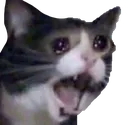 cryingcat