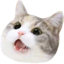 cat92