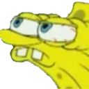 spongewot