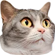 gtwsJellie
