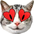 gtwsJellieLove