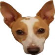harmfulMOOSE harmfulMOOSE