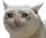 sadcat