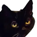 AnkhCat AnkhCat