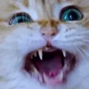 kitty kitty