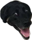 LcoImpactDog Discord emoji