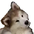ExtremeBOYE