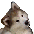 confuseddog Discord emoji