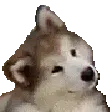 confuseddog