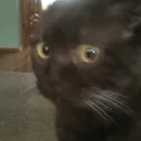 ChekCat ChekCat