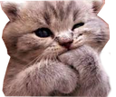kitten Discord emoji