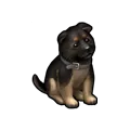 puppy_black