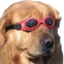 doggers