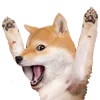 shiba