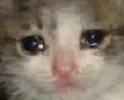 CatCry