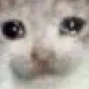 cry