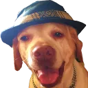 doggo