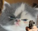 angrycat