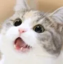 gladcat