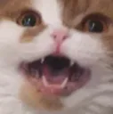 jenjihiss