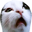 pawsU