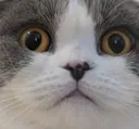 naynaWHOA