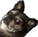 dogface