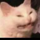cate