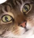 Uh