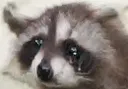 cryr