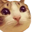 meow