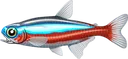 cardinal_tetra cardinal_tetra