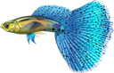 fancy_guppy Discord emoji