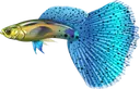 fancy_guppy fancy_guppy