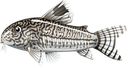 cory Discord emoji