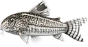 cory cory
