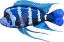 frontosa Discord emoji