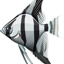 angel_fish Discord emoji