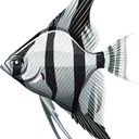angel_fish