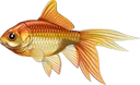 goldfish goldfish