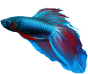 betta Discord emoji